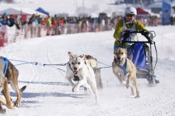 Lenk 2013